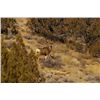 Image 20 : Discounted Semi-Guided Colorado Mule Deer Hunt on 30,000 Acres with 100% Success in the Past