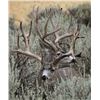 Image 4 : Discounted Semi-Guided Colorado Mule Deer Hunt on 30,000 Acres with 100% Success in the Past