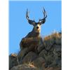 Image 5 : Discounted Semi-Guided Colorado Mule Deer Hunt on 30,000 Acres with 100% Success in the Past