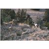Image 6 : Discounted Semi-Guided Colorado Mule Deer Hunt on 30,000 Acres with 100% Success in the Past