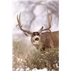 Image 7 : Discounted Semi-Guided Colorado Mule Deer Hunt on 30,000 Acres with 100% Success in the Past
