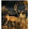Image 8 : Discounted Semi-Guided Colorado Mule Deer Hunt on 30,000 Acres with 100% Success in the Past