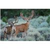 Image 9 : Discounted Semi-Guided Colorado Mule Deer Hunt on 30,000 Acres with 100% Success in the Past