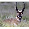 Image 12 : Discounted Gillette Wy Fully Guided Antelope Hunt w/Meals and Lodging on 30,000 acres of Prime Priva