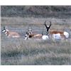 Image 13 : Discounted Gillette Wy Fully Guided Antelope Hunt w/Meals and Lodging on 30,000 acres of Prime Priva
