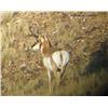 Image 16 : Discounted Gillette Wy Fully Guided Antelope Hunt w/Meals and Lodging on 30,000 acres of Prime Priva