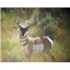 Image 2 : Discounted Gillette Wy Fully Guided Antelope Hunt w/Meals and Lodging on 30,000 acres of Prime Priva