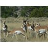 Image 4 : Discounted Gillette Wy Fully Guided Antelope Hunt w/Meals and Lodging on 30,000 acres of Prime Priva