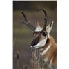 Image 5 : Discounted Gillette Wy Fully Guided Antelope Hunt w/Meals and Lodging on 30,000 acres of Prime Priva