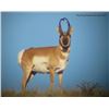 Image 6 : Discounted Gillette Wy Fully Guided Antelope Hunt w/Meals and Lodging on 30,000 acres of Prime Priva