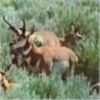 Image 7 : Discounted Gillette Wy Fully Guided Antelope Hunt w/Meals and Lodging on 30,000 acres of Prime Priva