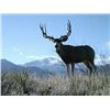 Image 1 : Discounted Private Land Mule Deer Hunt for 2018/2019