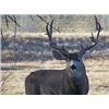 Image 2 : Discounted Private Land Mule Deer Hunt for 2018/2019