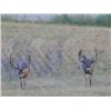 Image 4 : Discounted Private Land Mule Deer Hunt for 2018/2019