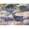 Image 5 : Discounted Private Land Mule Deer Hunt for 2018/2019