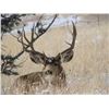 Image 6 : Discounted Private Land Mule Deer Hunt for 2018/2019