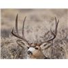 Image 7 : Discounted Private Land Mule Deer Hunt for 2018/2019