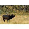 Image 16 : Discounted Semi-Guided Colorado Elk Hunt from a Cabin with free Pack out of elk to the cabin