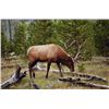 Image 5 : Discounted Semi-Guided Colorado Elk Hunt from a Cabin with free Pack out of elk to the cabin