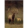 Image 8 : Discounted Hunt Exotics In Colorados Mountains, while in Colorado see Elk the Colorado Sites