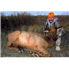 Image 14 : Discounted Great Horseback Cow Elk Hunt in Wyoming, 4000 elk in the area is not uncommon