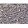 Image 1 : Discounted Great Horseback Cow Elk Hunt in Wyoming, 4000 elk in the area is not uncommon