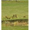 Image 2 : Discounted Great Horseback Cow Elk Hunt in Wyoming, 4000 elk in the area is not uncommon