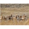 Image 3 : Discounted Great Horseback Cow Elk Hunt in Wyoming, 4000 elk in the area is not uncommon