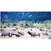 Image 4 : Discounted Great Horseback Cow Elk Hunt in Wyoming, 4000 elk in the area is not uncommon