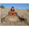 Image 8 : Discounted Great Horseback Cow Elk Hunt in Wyoming, 4000 elk in the area is not uncommon