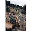 Image 12 : Discounted 2 Hunters Auction price each Colorado Guided elk huntw/M& L/1 hour horseback in AM & PM