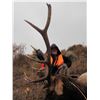 Image 13 : Discounted 2 Hunters Auction price each Colorado Guided elk huntw/M& L/1 hour horseback in AM & PM