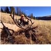 Image 14 : Discounted 2 Hunters Auction price each Colorado Guided elk huntw/M& L/1 hour horseback in AM & PM