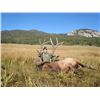 Image 15 : Discounted 2 Hunters Auction price each Colorado Guided elk huntw/M& L/1 hour horseback in AM & PM