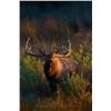 Image 16 : Discounted 2 Hunters Auction price each Colorado Guided elk huntw/M& L/1 hour horseback in AM & PM