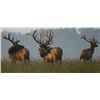 Image 2 : Discounted 2 Hunters Auction price each Colorado Guided elk huntw/M& L/1 hour horseback in AM & PM