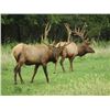 Image 3 : Discounted 2 Hunters Auction price each Colorado Guided elk huntw/M& L/1 hour horseback in AM & PM