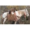 Image 6 : Discounted 2 Hunters Auction price each Colorado Guided elk huntw/M& L/1 hour horseback in AM & PM