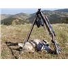 Image 13 : Discounted California Hunts for Tule Elk, Hogs, Blacktail, Varmit, Birds, Auction Aoudad Ram
