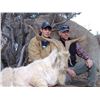 Image 19 : Discounted California Hunts for Tule Elk, Hogs, Blacktail, Varmit, Birds, Auction Aoudad Ram