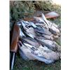 Image 22 : Discounted California Hunts for Tule Elk, Hogs, Blacktail, Varmit, Birds, Auction Aoudad Ram
