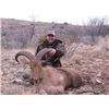 Image 2 : Discounted California Hunts for Tule Elk, Hogs, Blacktail, Varmit, Birds, Auction Aoudad Ram