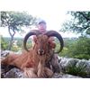 Image 3 : Discounted California Hunts for Tule Elk, Hogs, Blacktail, Varmit, Birds, Auction Aoudad Ram