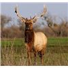 Image 1 : Discounted Elk Grand Slam prized California Rare Tule Elk only 1 available/Get your last elk SLAM