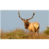 Image 2 : Discounted Elk Grand Slam prized California Rare Tule Elk only 1 available/Get your last elk SLAM