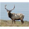 Image 3 : Discounted Elk Grand Slam prized California Rare Tule Elk only 1 available/Get your last elk SLAM