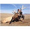 Image 5 : Discounted Elk Grand Slam prized California Rare Tule Elk only 1 available/Get your last elk SLAM