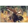Image 1 : Discounted Western Canadian Trophy Moose Hunt in some of the best allocations in Canada