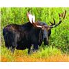 Image 7 : Discounted Western Canadian Trophy Moose Hunt in some of the best allocations in Canada