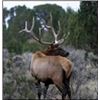 Image 12 : Discounted Colorado Elk Hunt Lodging with the option for Hunting Public Land or Private additional